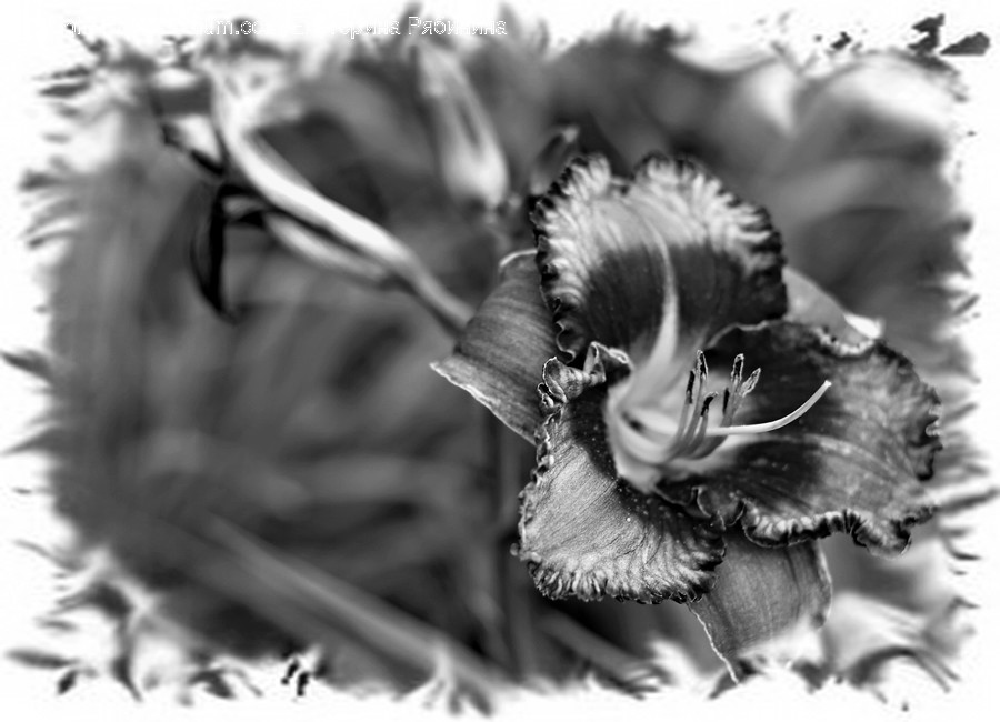 People, Person, Human, Blossom, Flora