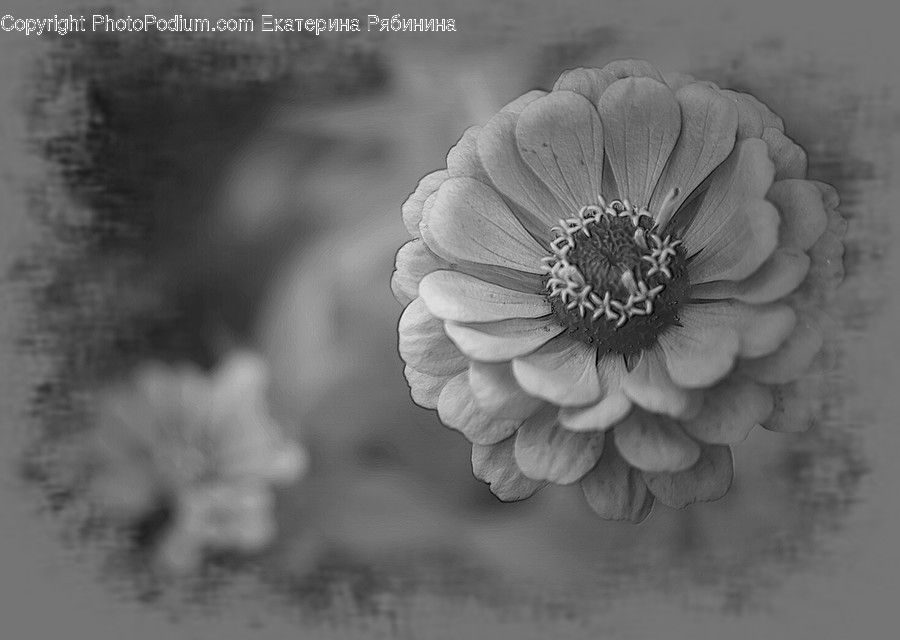 Blossom, Flora, Flower, Plant, Poppy