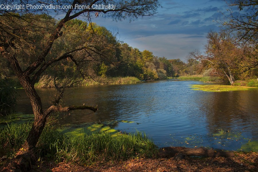 Lake, Outdoors, Water, Tree Trunk, Forest