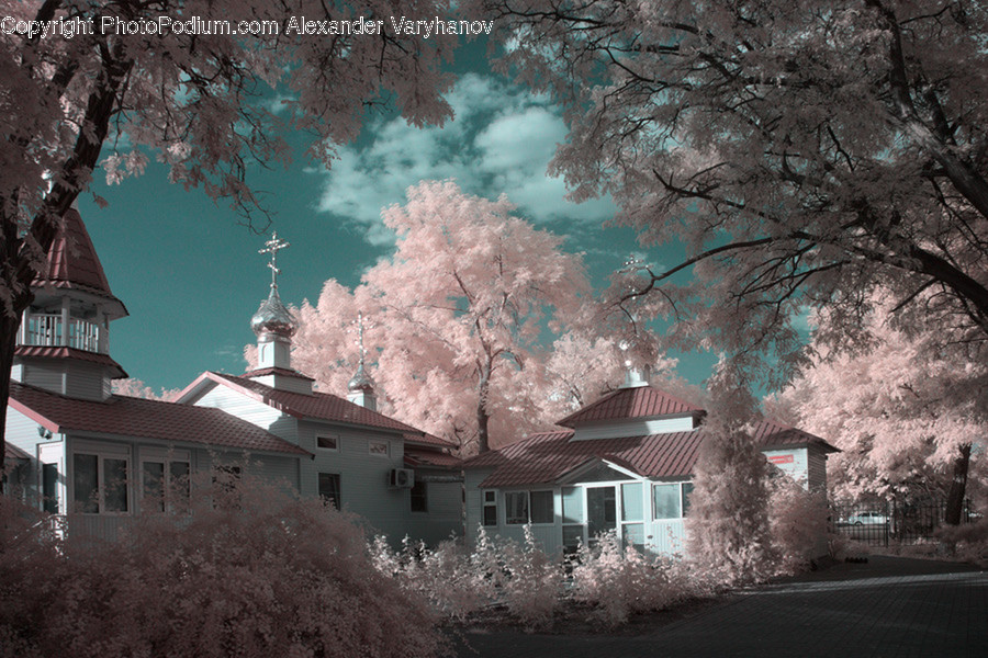 Blossom, Cherry Blossom, Flower, Flora, Plant