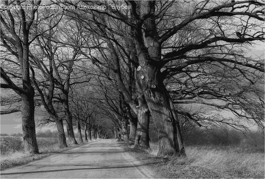 Oak, Tree, Wood, Plant, Countryside