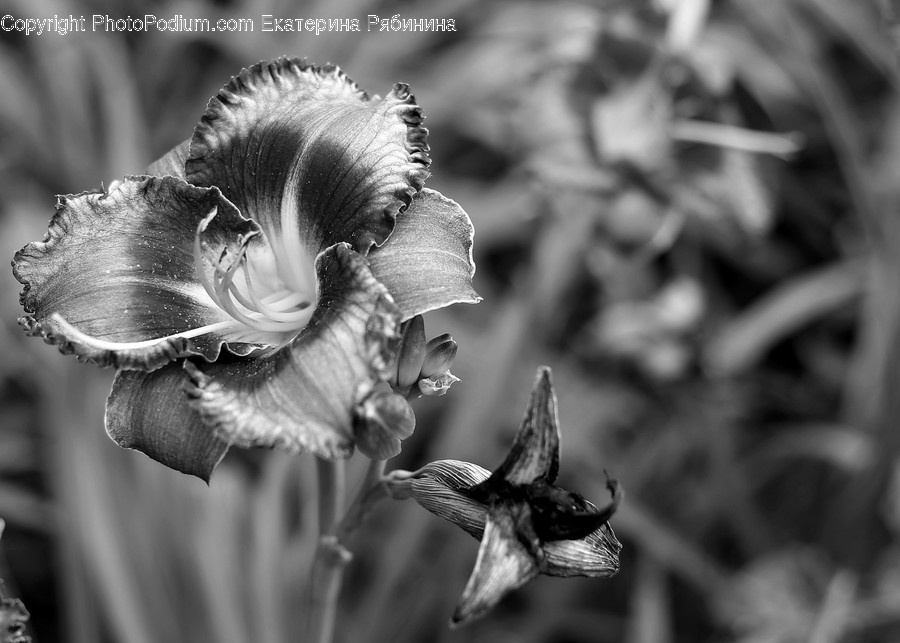 Flora, Pollen, Blossom, Flower, Plant