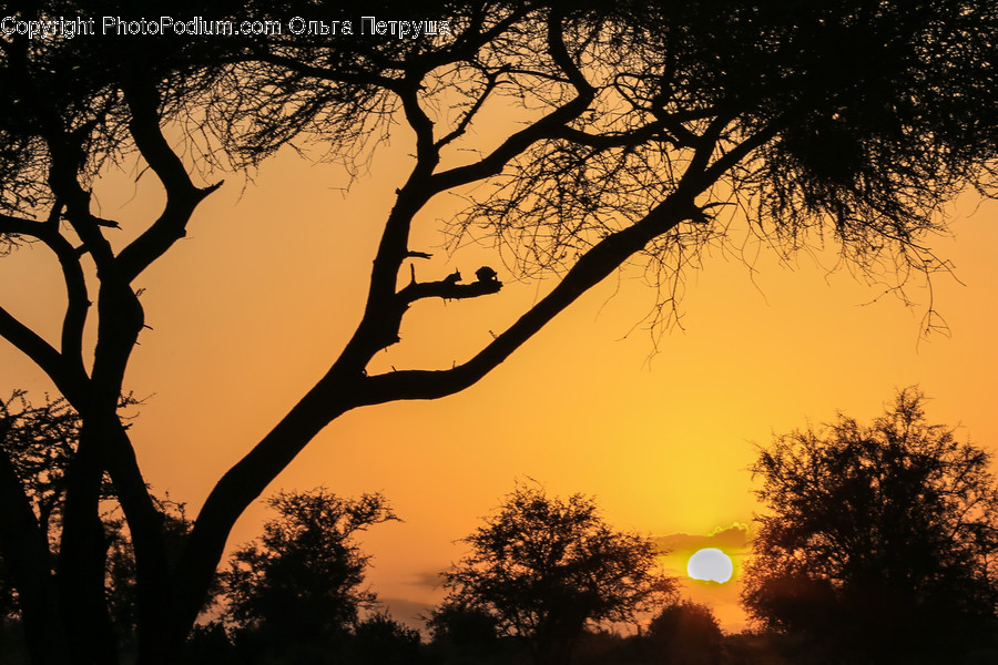 Silhouette, Dawn, Dusk, Sky, Sunrise
