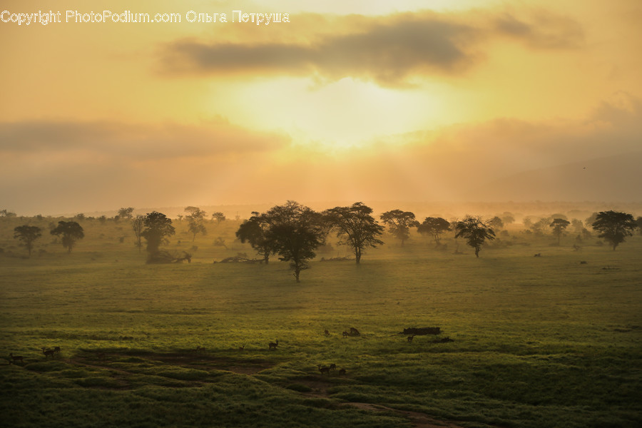 Field, Grass, Grassland, Land, Outdoors