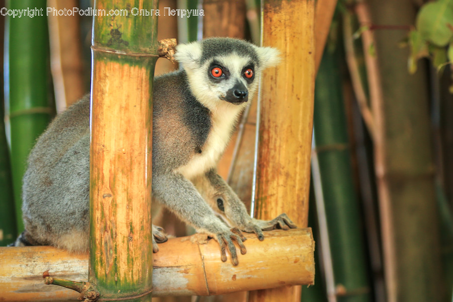 Animal, Lemur, Mammal, Monkey, Wildlife