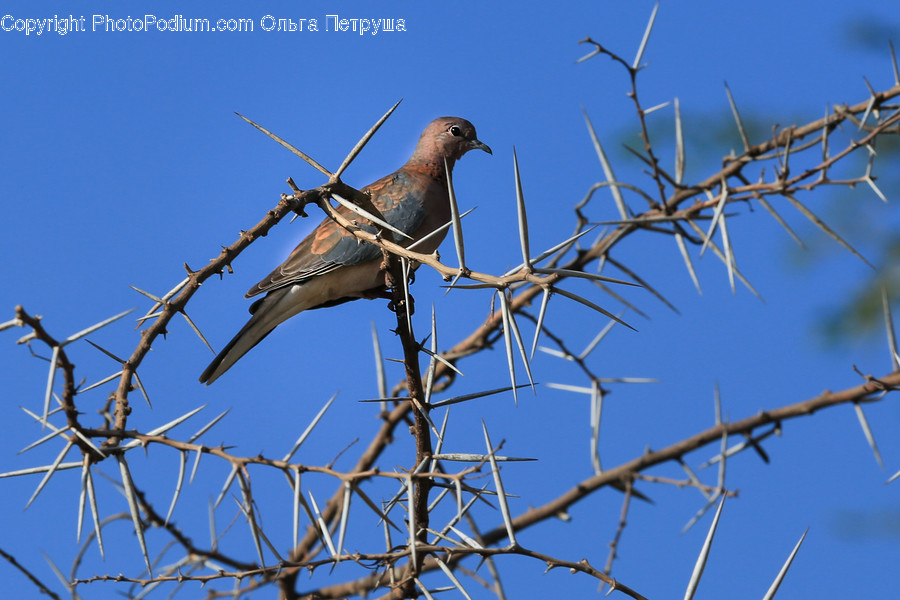 Bird, Blue Jay, Bluebird, Jay, Dove