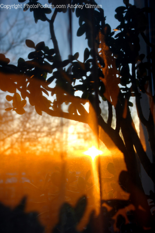 Flare, Light, Sunlight, Oak, Tree