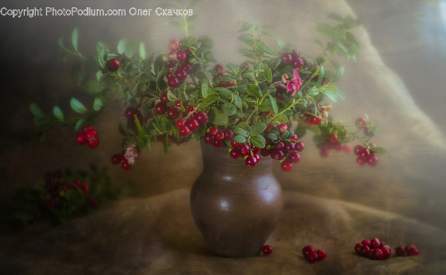 Plant, Potted Plant, Jar, Porcelain, Vase