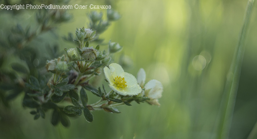 Blossom, Flora, Flower, Plant, Flare