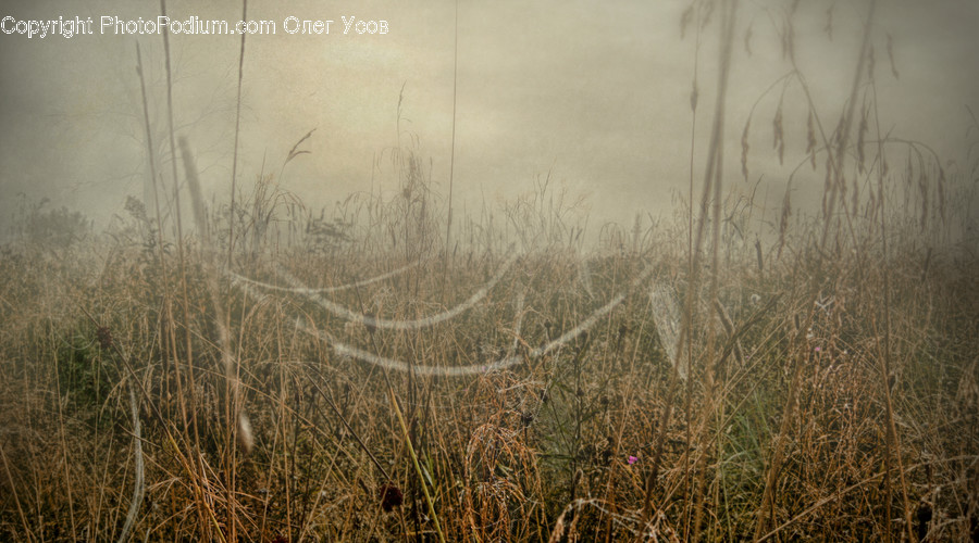 Field, Grass, Grassland, Plant, Fog