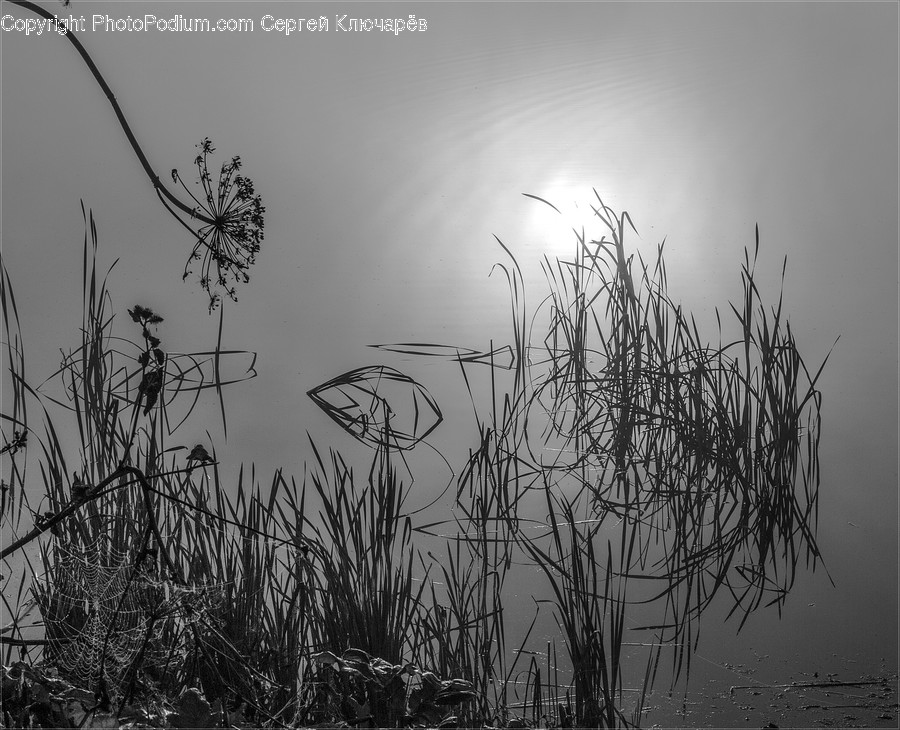 Grass, Plant, Reed, Blossom, Flora
