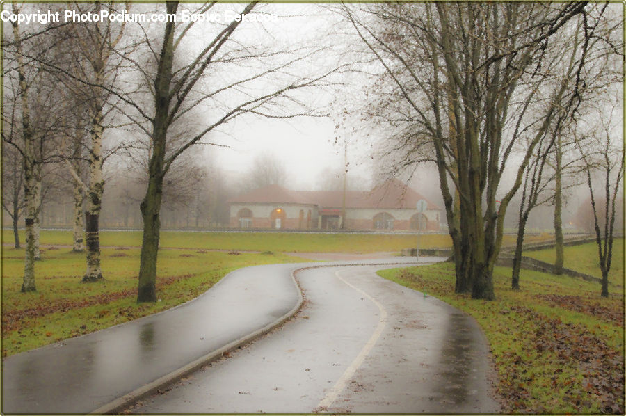 Dirt Road, Gravel, Road, Oak, Tree, Wood, Plant