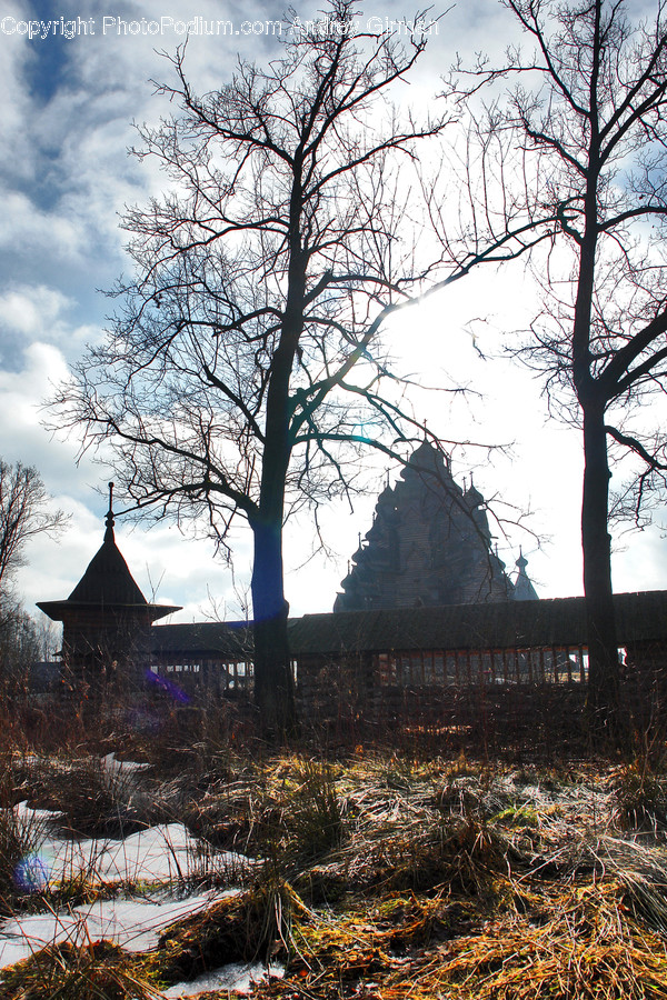 Plant, Tree, Building, Cottage, Housing