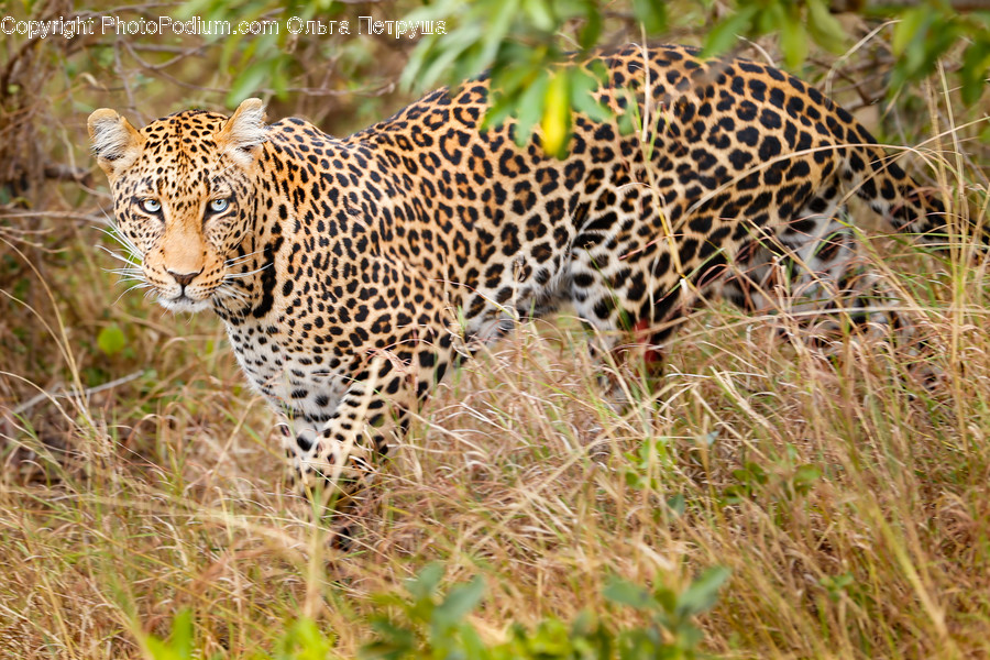 Animal, Leopard, Wildlife, Jaguar, Plant