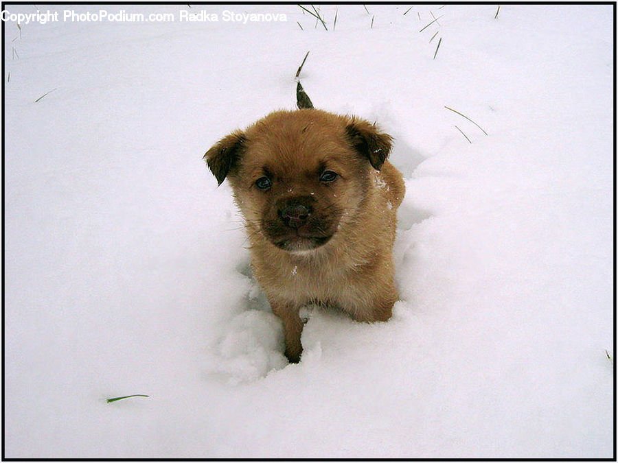 Animal, Chow, Dog, Pet, Canine, Mammal, Terrier