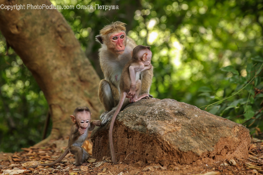 People, Person, Human, Animal, Mammal