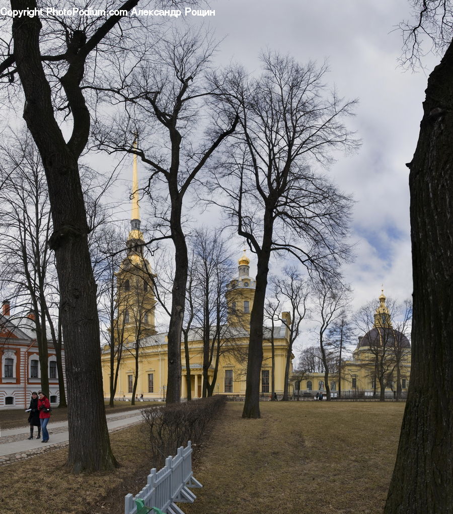 Park, Plant, Tree, Campus, Oak, Wood, Fir
