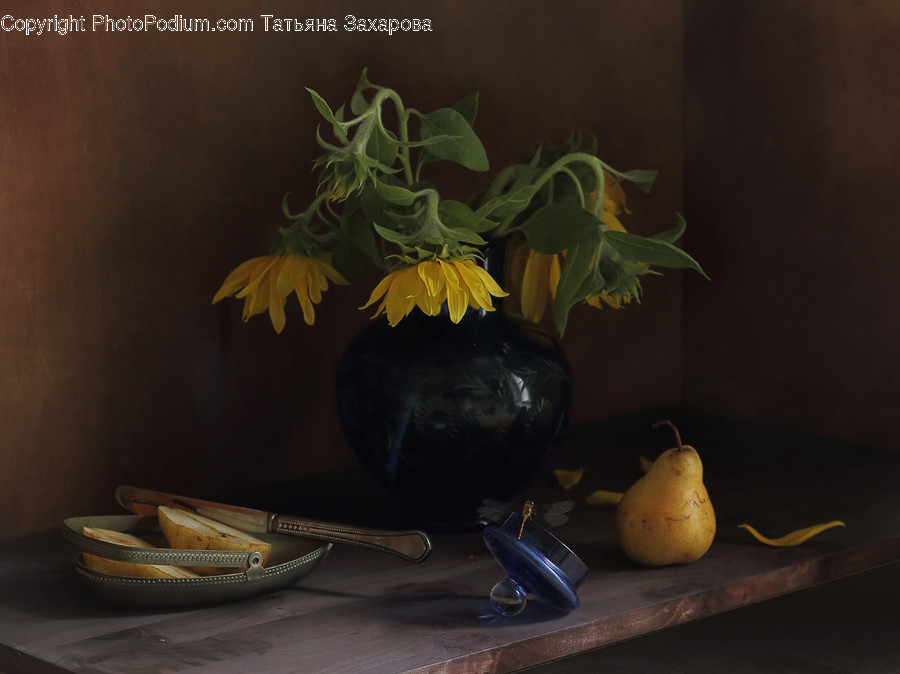 Plant, Potted Plant, Blossom, Flora, Flower