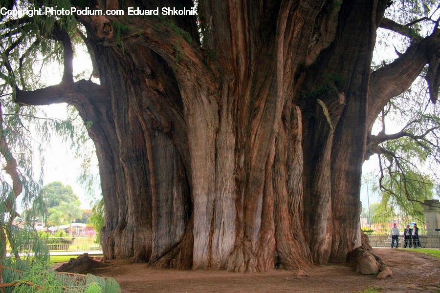 Conifer, Plant, Tree, Wood, Yew, Oak, Fir