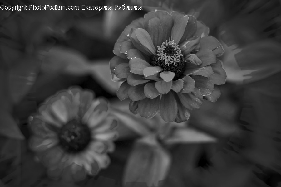 Blossom, Flora, Flower, Petal, Plant