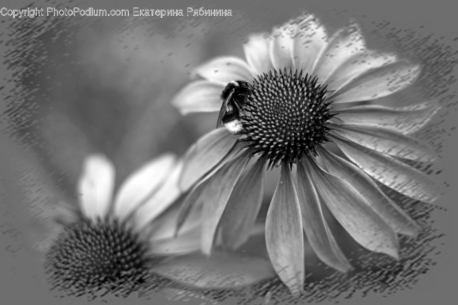 Blossom, Flora, Flower, Plant, Sunflower