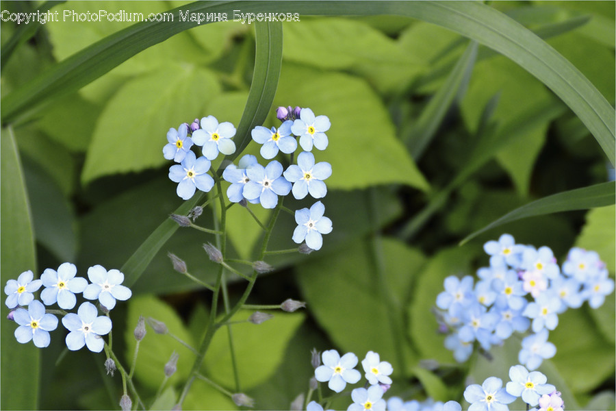 Blossom, Flora, Flower, Plant, Daisies