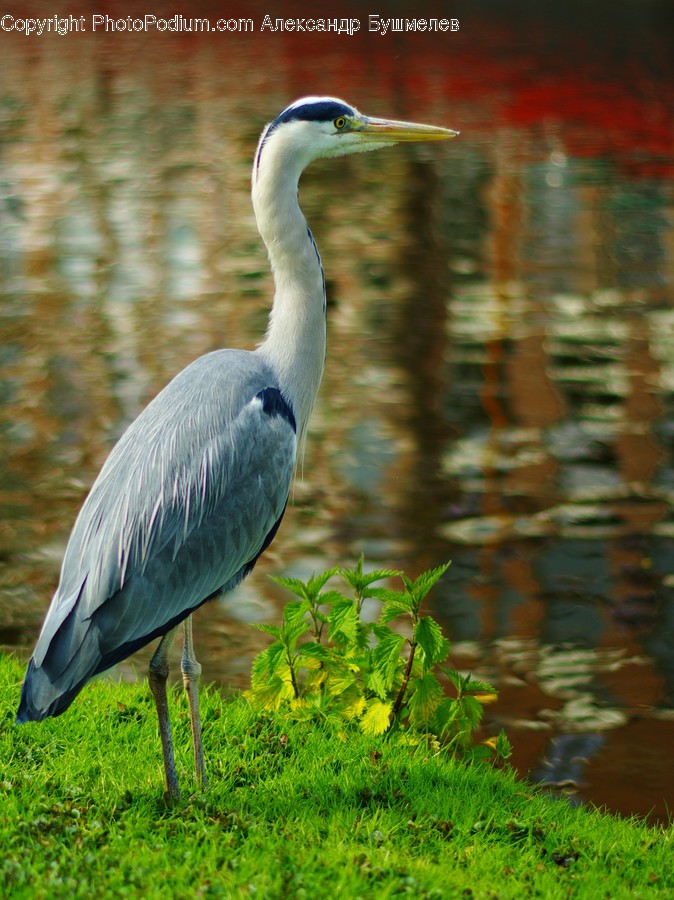 Ardeidae, Bird, Crane Bird, Heron, Stork