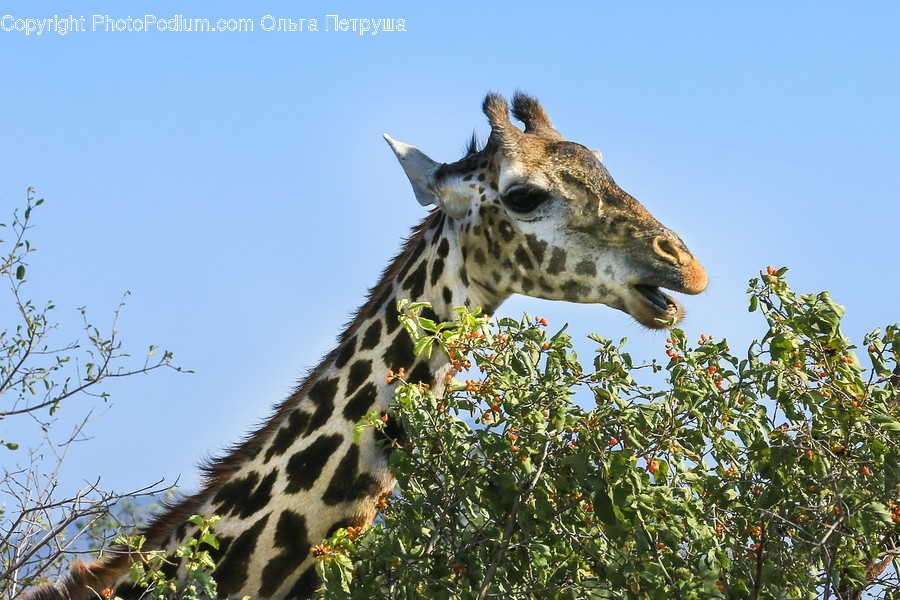 Animal, Giraffe, Mammal, Plant, Tree
