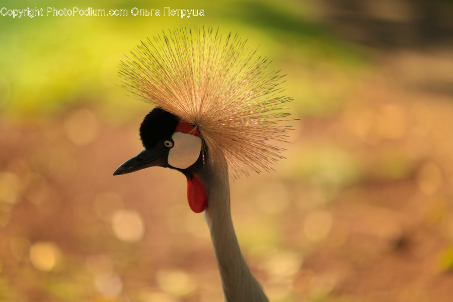 Bird, Crane Bird, Heron, Head, Portrait