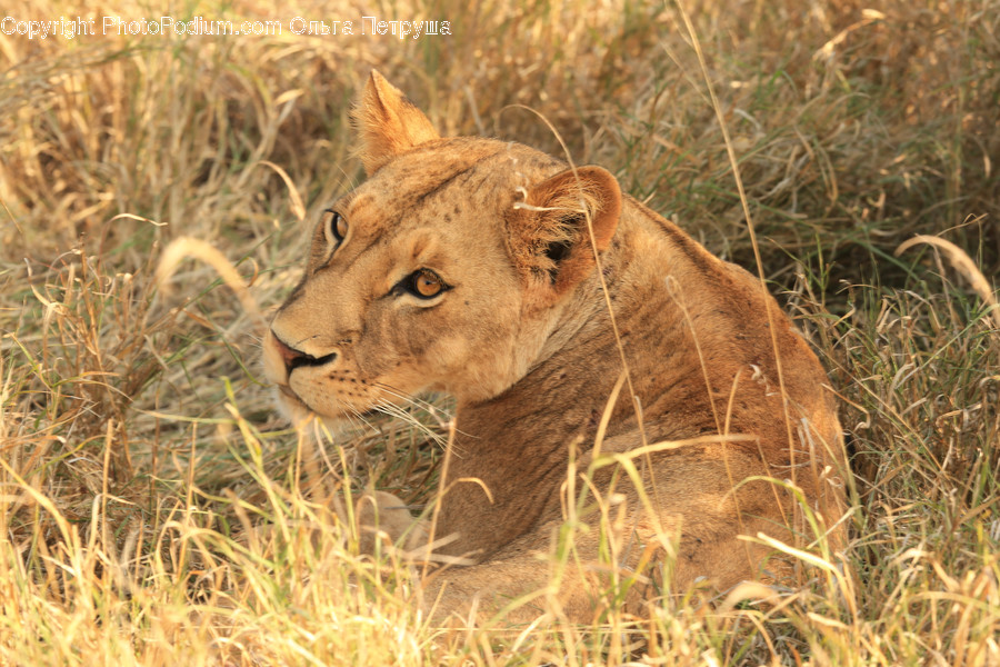 Animal, Lion, Wildlife, Bush, Plant