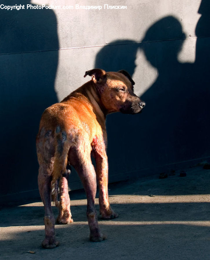 Animal, Boxer, Bulldog, Canine, Dog, Mammal, Pet
