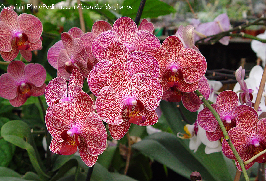 Blossom, Flora, Flower, Orchid, Plant