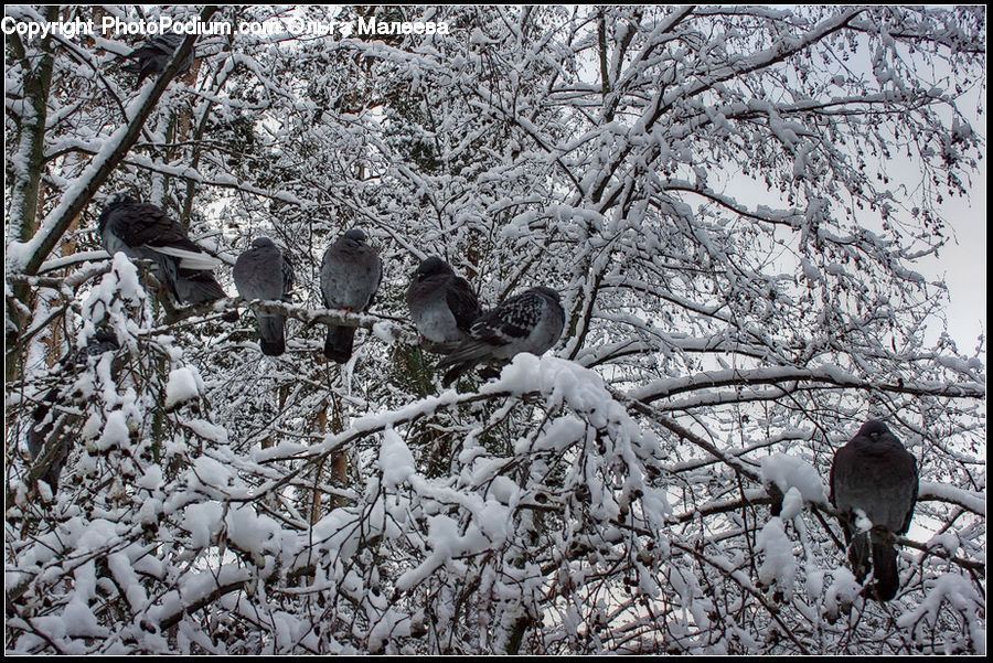 Frost, Ice, Outdoors, Snow, Bird, Dove, Pigeon