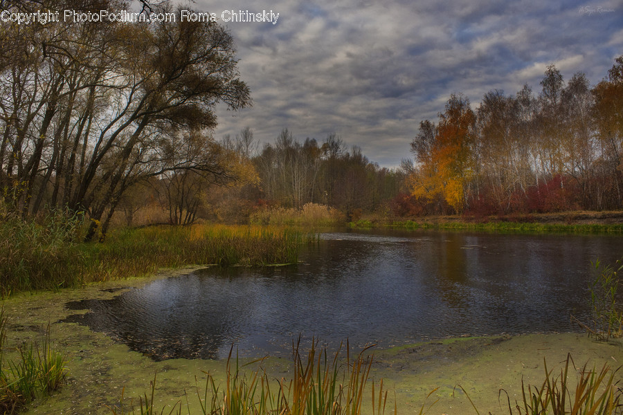 Land, Marsh, Pond, Swamp, Water