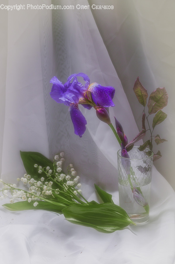 Plant, Potted Plant, Ivy, Vine, Blossom