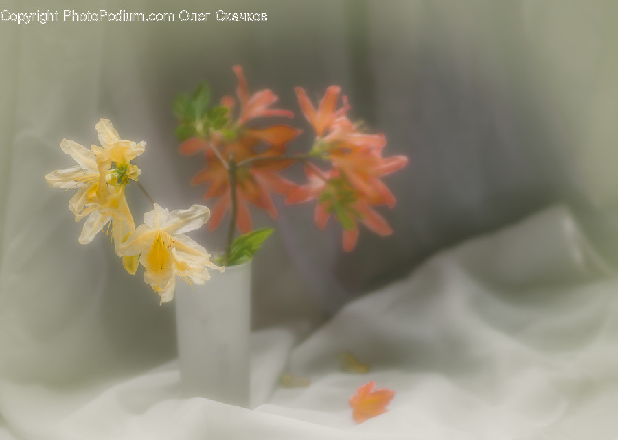 Blossom, Daffodil, Flora, Flower, Plant
