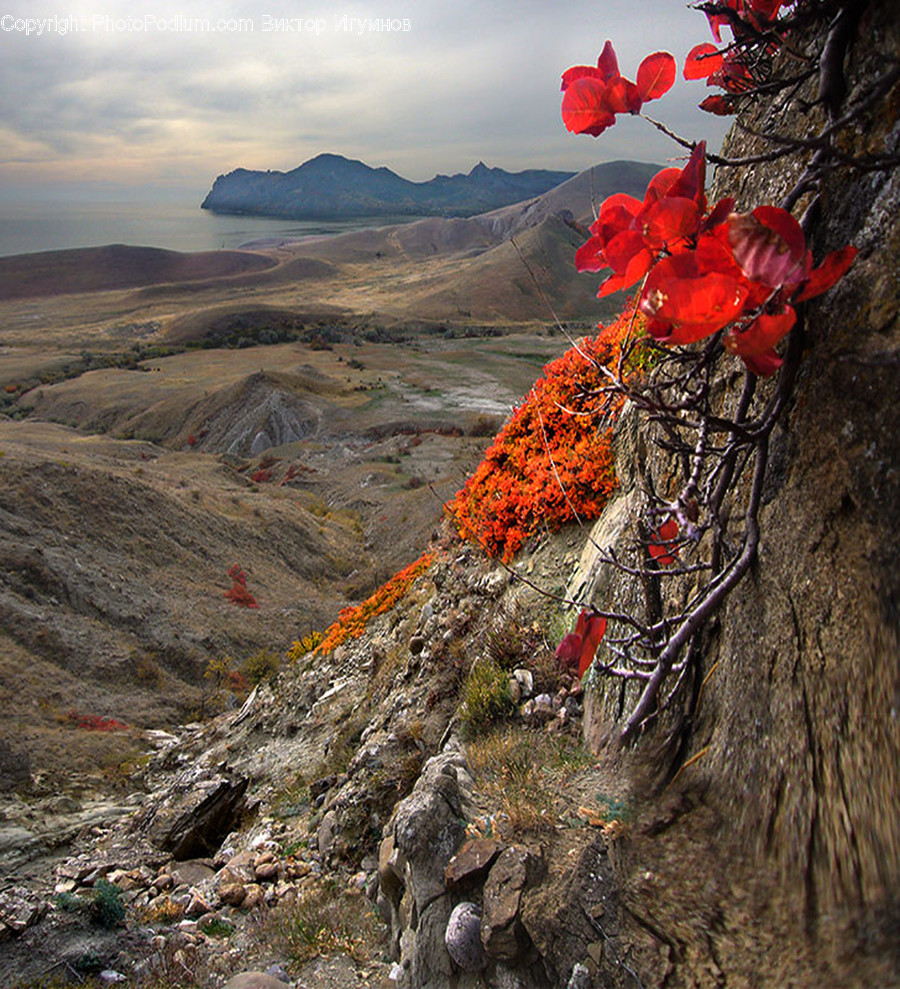 Blossom, Flora, Flower, Geranium, Plant