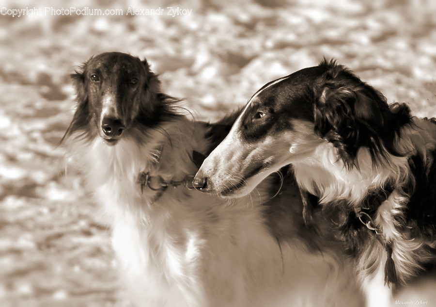 Animal, Canine, Cocker Spaniel, Dog, Mammal