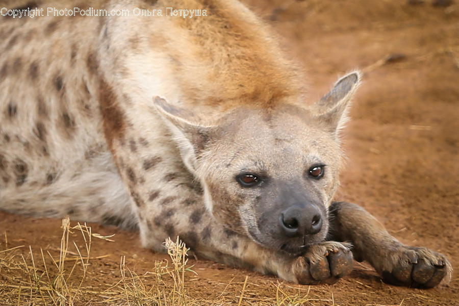 Animal, Canine, Hyena, Mammal