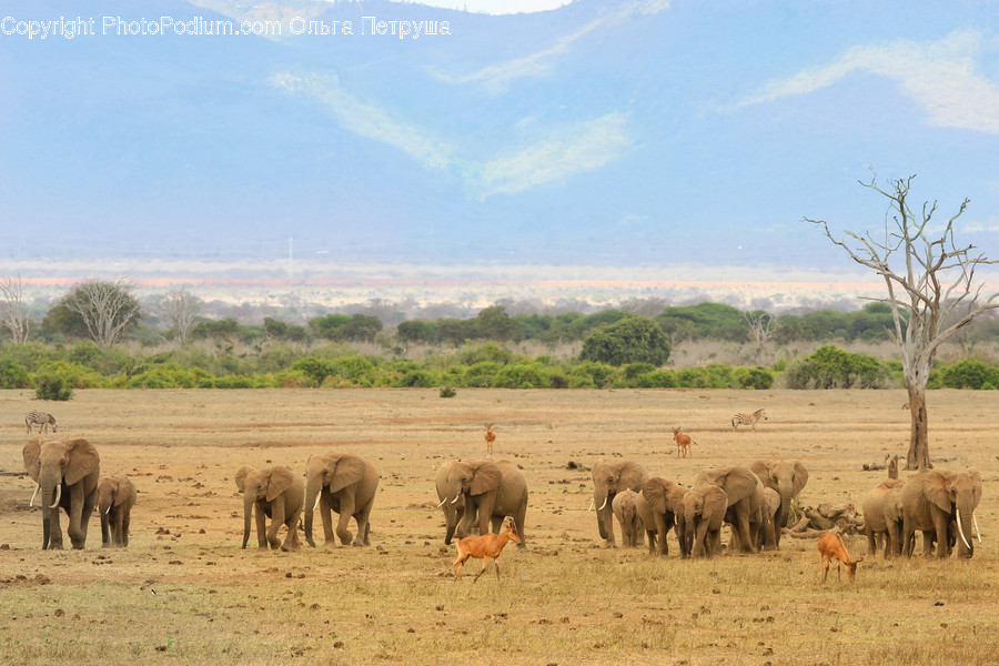 Grassland, Outdoors, Savanna, Animal, Elephant
