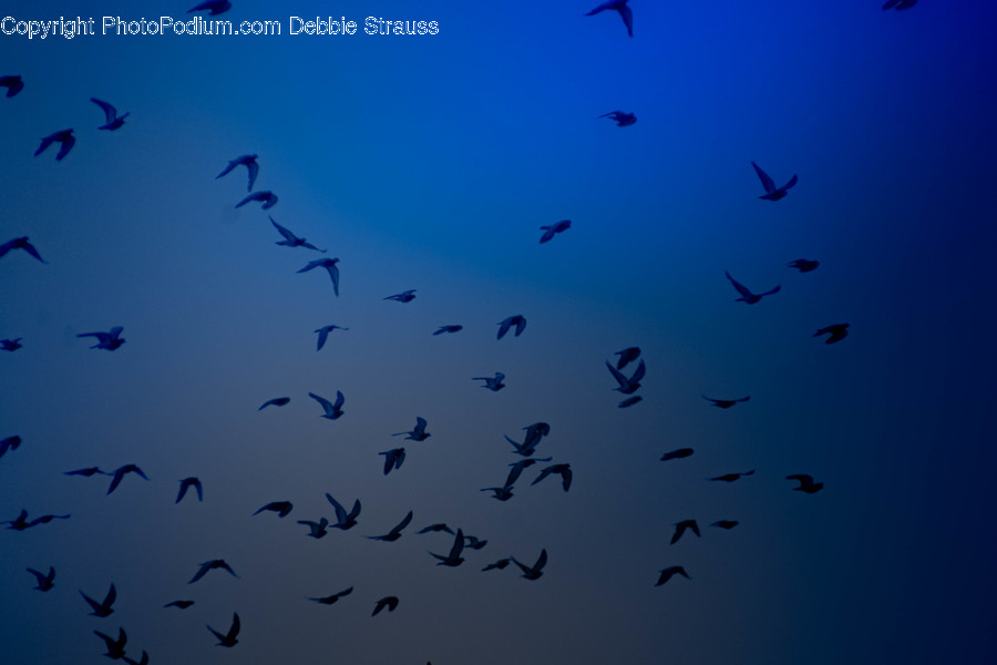 Flock, Outdoors, Sea, Water, Albatross