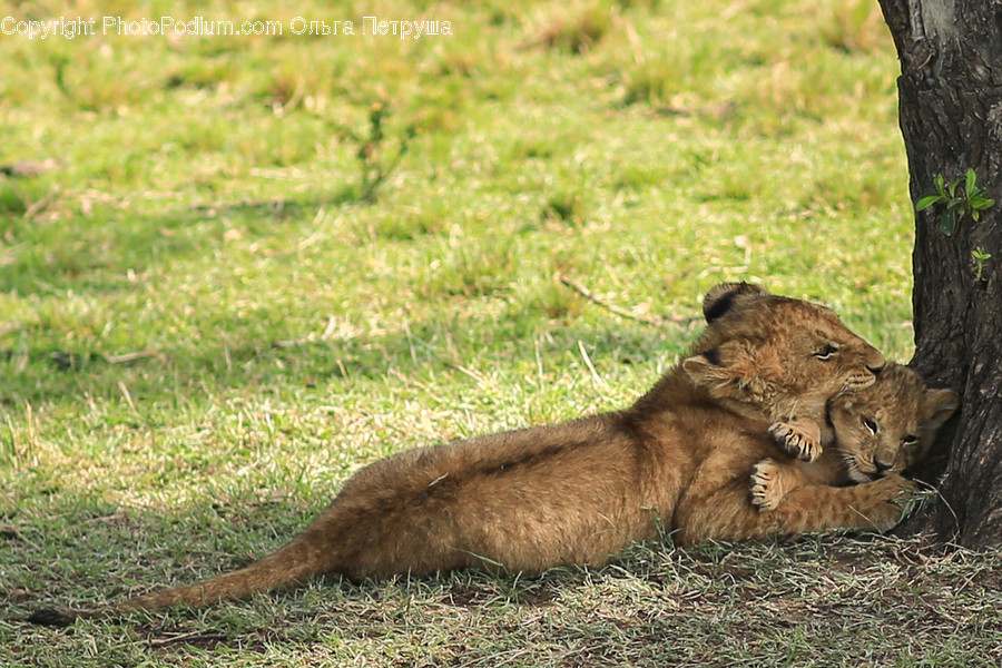 Animal, Lion, Wildlife, Cougar, Puma