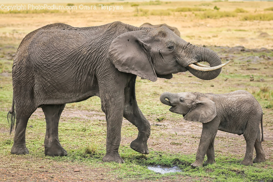 Animal, Elephant, Mammal, Bush, Plant