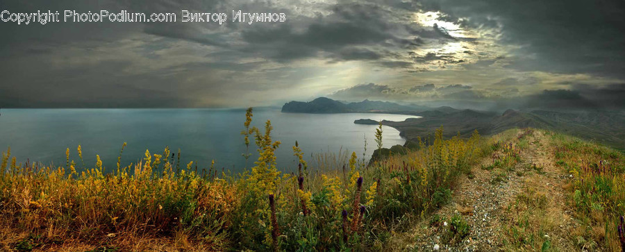 Field, Grass, Grassland, Plant, Landscape