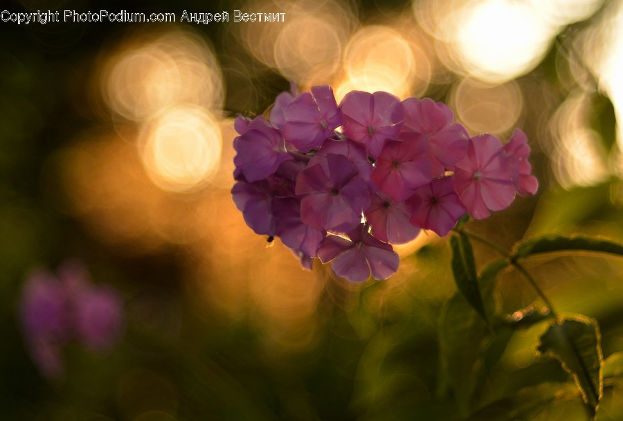 Blossom, Flora, Flower, Geranium, Plant