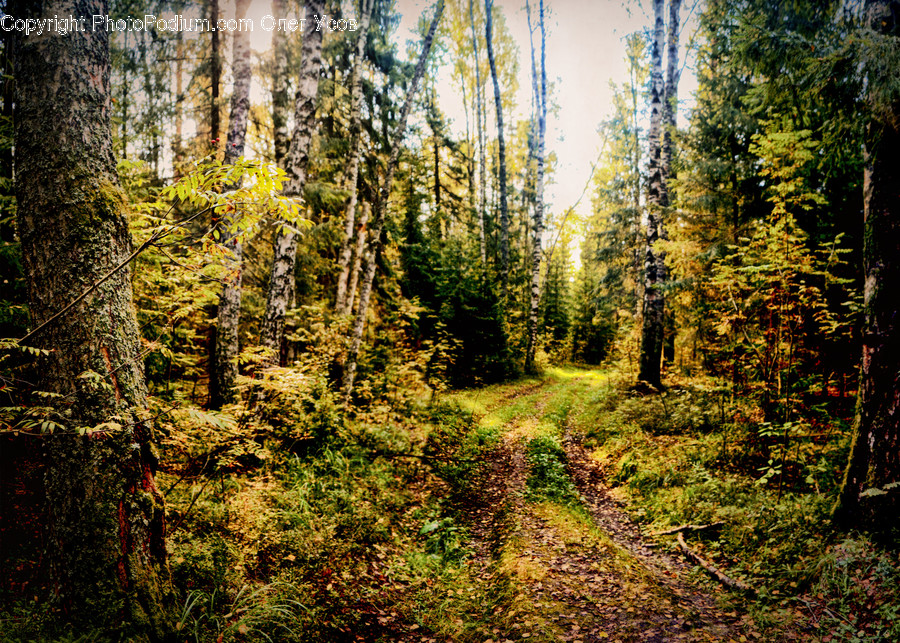 Forest, Vegetation, Conifer, Fir, Plant