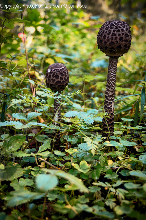 Agaric, Amanita, Fungus, Mushroom, Plant