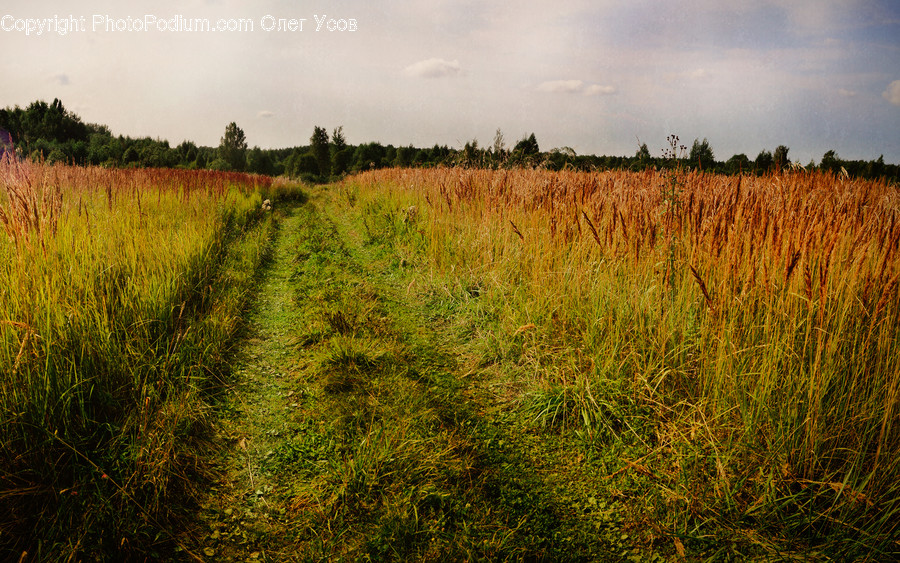 Field, Grass, Grassland, Land, Outdoors