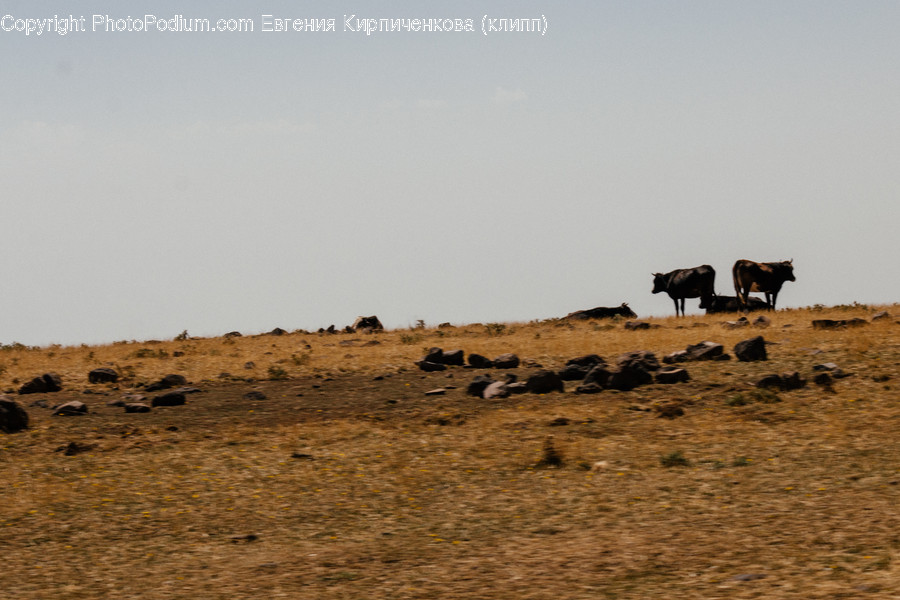 Animal, Cattle, Cow, Dairy Cow, Mammal