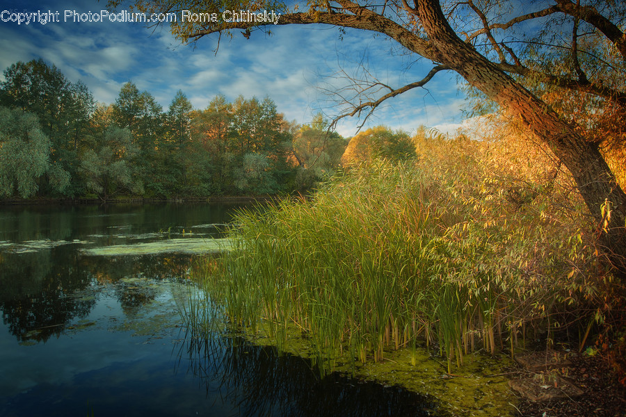 Outdoors, Pond, Water, River, Field